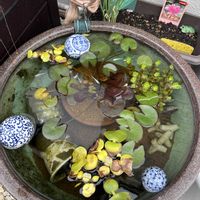 スイレン,ホテイアオイ,ウォーターバコパ,睡蓮,ホテイ草の画像
