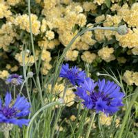 モッコウバラ,ヤグルマギク,散歩,今日のお花の画像