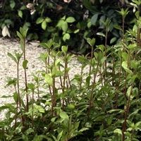 ドウダンツツジ,岩国市横山,目に青葉～2026,吉川資料館の画像