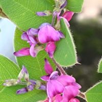 ハギ,萩,萩(ハギ),萩(ハギ),はぎ(萩)の画像