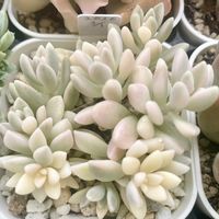 姫秋麗錦.,ミリナエ錦,多肉植物,グラプトペタルム,多肉中毒の画像