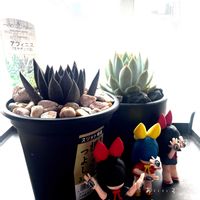 アフィニス,ホワイトキャッスル,手の目少女 にぎるちゃん♡,多肉植物,エケベリア属の画像