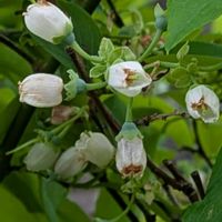 ブルーベリー,パクチー,山野草,癒し,花のある暮らしの画像