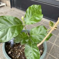 ジャスミン,キッショウソウ,iPhone撮影,お引越し,植物大好きの画像