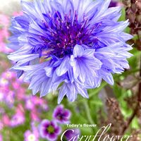 コーンフラワー,ヤグルマギク,エディブルフラワー,セントーレア,花のある暮らしの画像