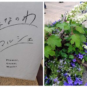 キキョウ,ダリア,ブルーサルビア,花のある暮らし, ビカクシダの画像