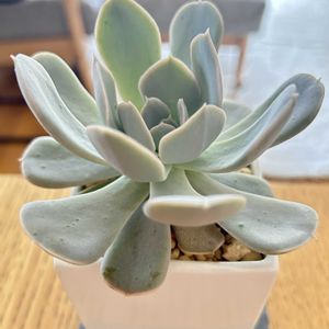 ルンヨニー,多肉植物,エケベリア属,成長記録,マンションの画像