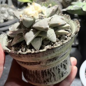 サボテン,アリオカルプス,植木鉢の画像