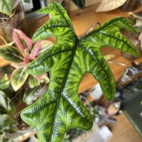 サトイモ科,アロカシア,アロカシア,観葉植物,ハイドロカルチャーの画像