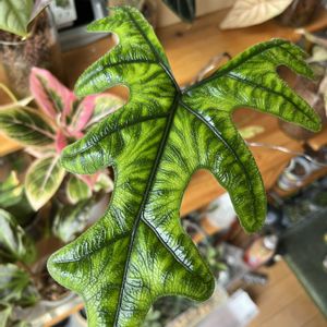 サトイモ科,アロカシア,アロカシア,観葉植物,ハイドロカルチャーの画像