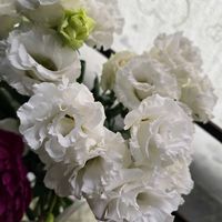 トルコキキョウ,八重咲きトルコキキョウ,切り花,感謝,花のある暮らしの画像