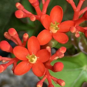 珊瑚油桐,ヤトロファ・ポタグリカ,ヤトロファ(サンゴアブラキリ),多肉植物,塊根植物の画像