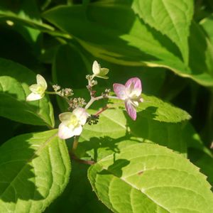 サボテン,ヒメヒオウギ,黄花白檀,紅鳥花,サボテンの花の画像