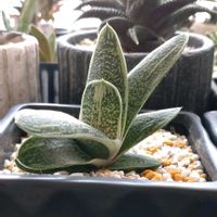 多肉植物,ガステリア,リトルワーティー,窓辺の画像