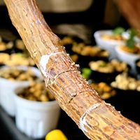ゴムの木,プミラ,イチジク,観葉植物,クワ科の画像