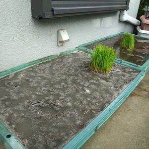 稲（いね）,水耕栽培,プランター栽培,田植え,バケツ稲の画像
