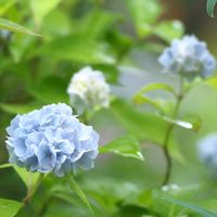 アジサイ,伊豆の庭,山アジサイ伊予獅子てまり,✨アジサイ,アジサイフェア 2026 フォトコンテストの画像
