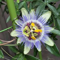 カラー,キュウリの花,キュウリの花,キュウリの花,トケイソウ①の画像