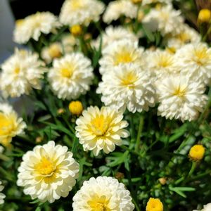 地植え,かわいいな♡,お花好き,すてき…♡,自己流ガーデニングの画像