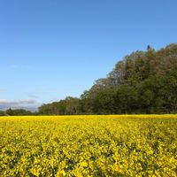 菜の花,菜の花,ナノハナ,いい香り,ビタミンカラーの画像