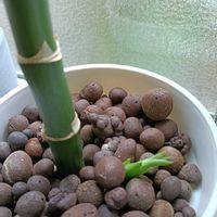 ミリオンバンブーの画像