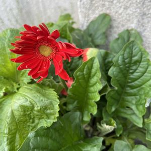ガーベラ,植木鉢,友人より頂いた植物,玄関アプローチの画像