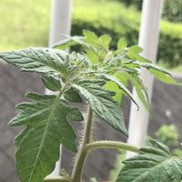 ミニトマト,ミニトマト,ミニトマト,スイートバジル,鉢植えの画像