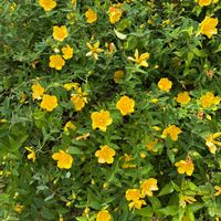 ヤマブキの画像