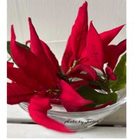 ポインセチア,ポインセチア,ポインセチアの新芽が見えています,スマホ撮影,私の庭にいらっしゃいの画像