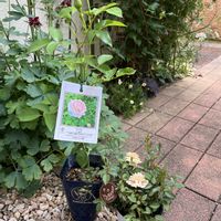 薔薇,くるみ,モカの画像
