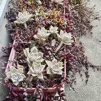 ルビーネックレス,朧月,我が家のお花の画像