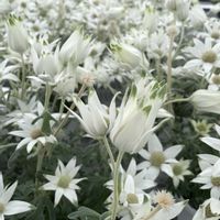 フランネルフラワー,カンガルーポー,キングプロテア,サラセニアの花,食虫植物・サラセニアの画像
