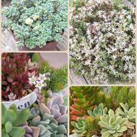 白牡丹,春萌,虹の玉,紅稚児,パリダムの画像