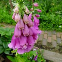 ニゲラ,ホオズキ,リナリア,ジキタリス,庭の花の画像