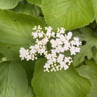 ガマズミ,ガマズミ,莢蒾,莢蒾,がまずみの画像