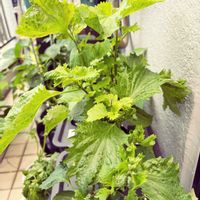 キュウリ,枝豆,枝豆,つるなしいんげん,つるなしいんげんの画像