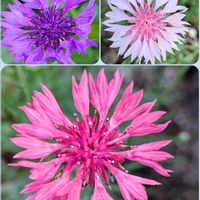 カンパニュラ,ヤグルマギク,矢車菊,お花畑    ,いつもありがとうの画像