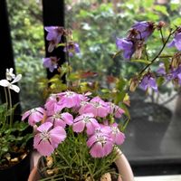 オレガノ ケントビューティー,八重咲きドクダミ,ノコギリ草,ありがとう❤️,山野草大好きの画像