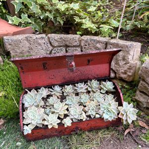 秋麗,薄氷,多肉植物,普及種,ナチュラルガーデンの画像
