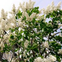 アマドコロ,スズラン,ライラック,芝桜,ななかまどの画像