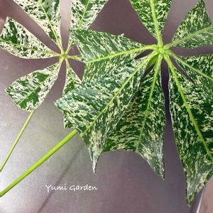 ラグランジア クリスタルヴェール2,花瓶,パキラミルキーウェイ,挿し木に挑戦の画像