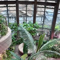 マンゴー,マンゴー,ライチ,ライチ,バナナの花の画像