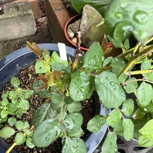 植木鉢,玄関アプローチの画像