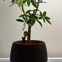 シェフレラ,癒しを求めて,バスボム ルイージの画像