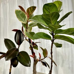 観葉植物,ダイソー出身,葉っぱ大好きの画像