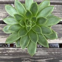 アガボイデス,エレガンス,多肉植物,エケベリア属,交配種の画像