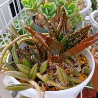 アロエ 不夜城,多肉植物,多肉植物の紅葉,元気に育て♡,多肉大好き！の画像