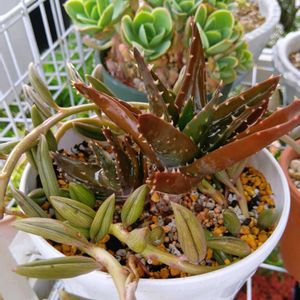 アロエ 不夜城,多肉植物,多肉植物の紅葉,元気に育て♡,多肉大好き！の画像