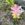 雲仙花子