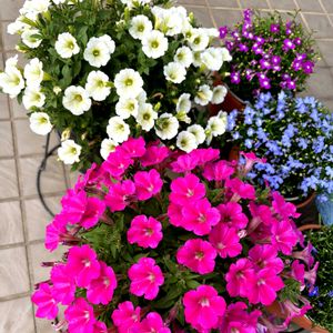 カリブラコア,サントリーサフィニア,春のお花,サフィニアブーケ,サントリー フラワーズの画像